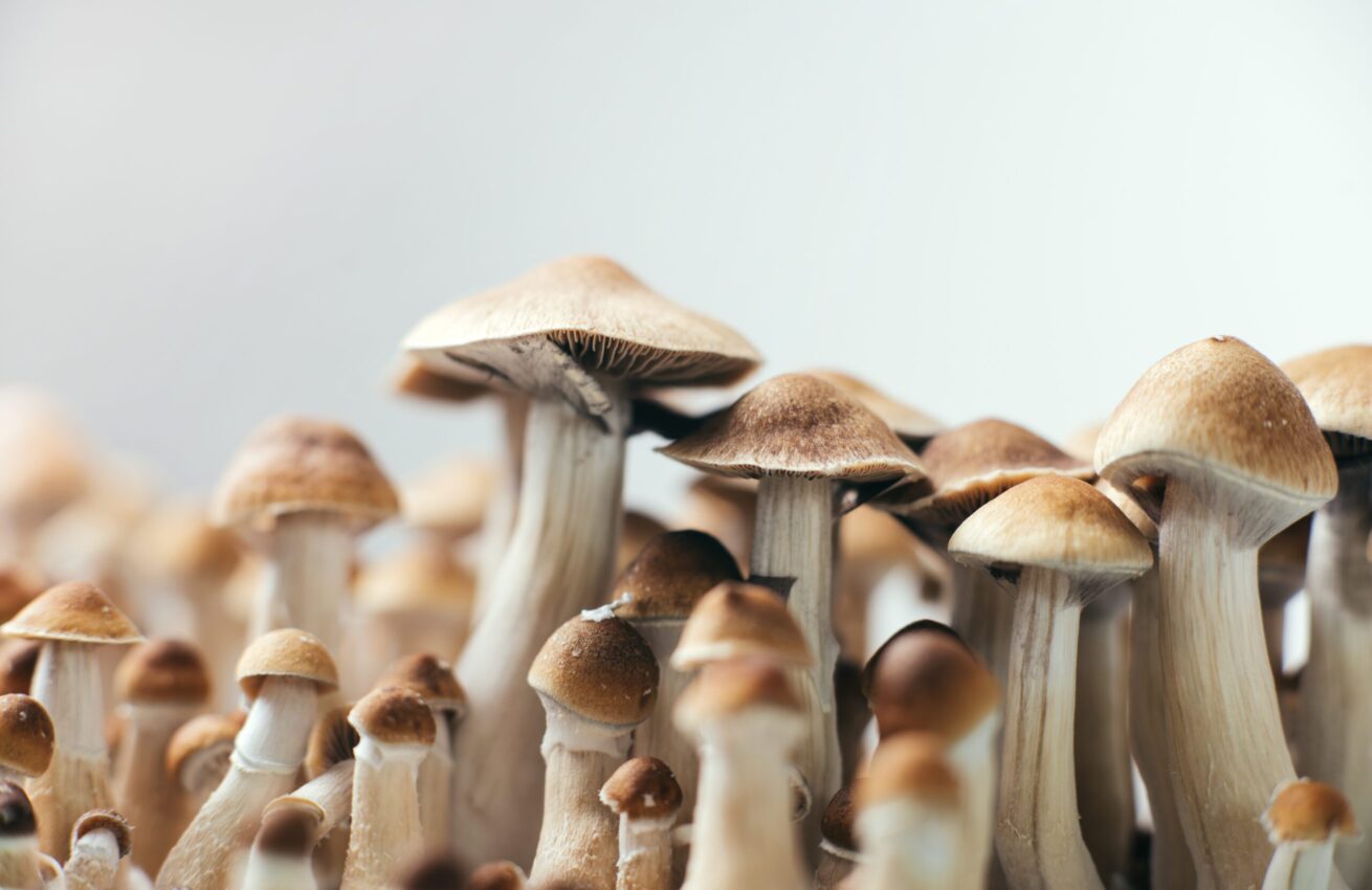 Mushroom cultivation 
